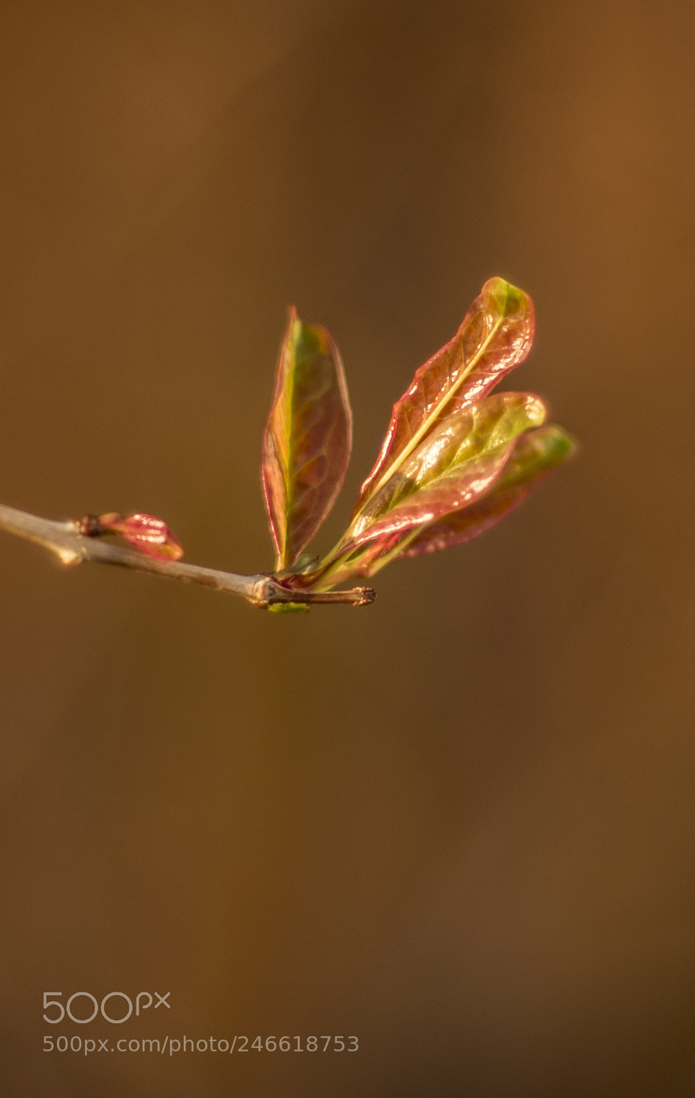 Nikon D810 sample photo. Early spring photography