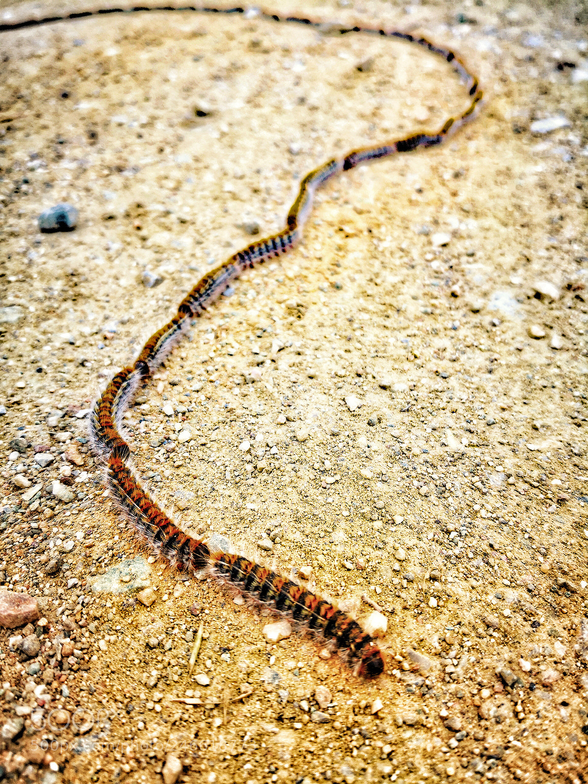 HUAWEI Mate 10 Pro sample photo. Herd of caterpillars photography