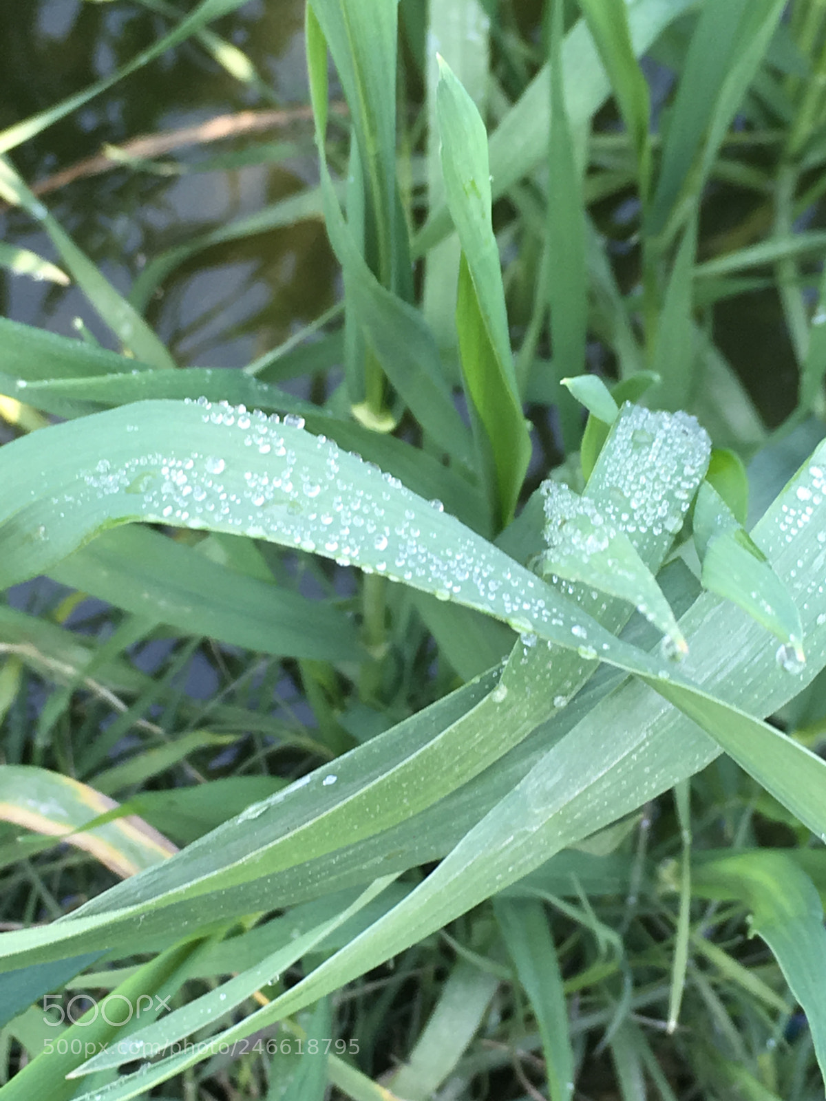 Apple iPad Pro sample photo. Dew drops of morning photography