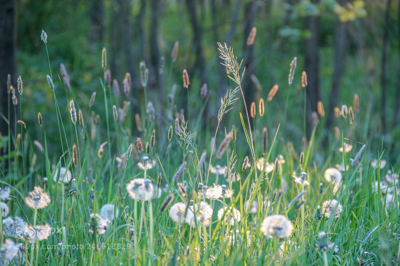 Canon EOS 550D (EOS Rebel T2i / EOS Kiss X4) sample photo. Grass photography