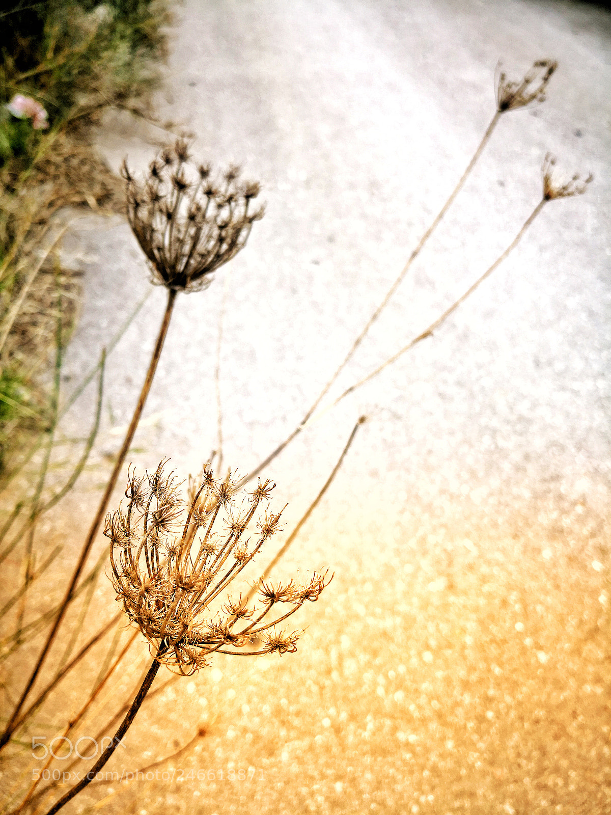 HUAWEI Mate 10 Pro sample photo. Wild dill photography
