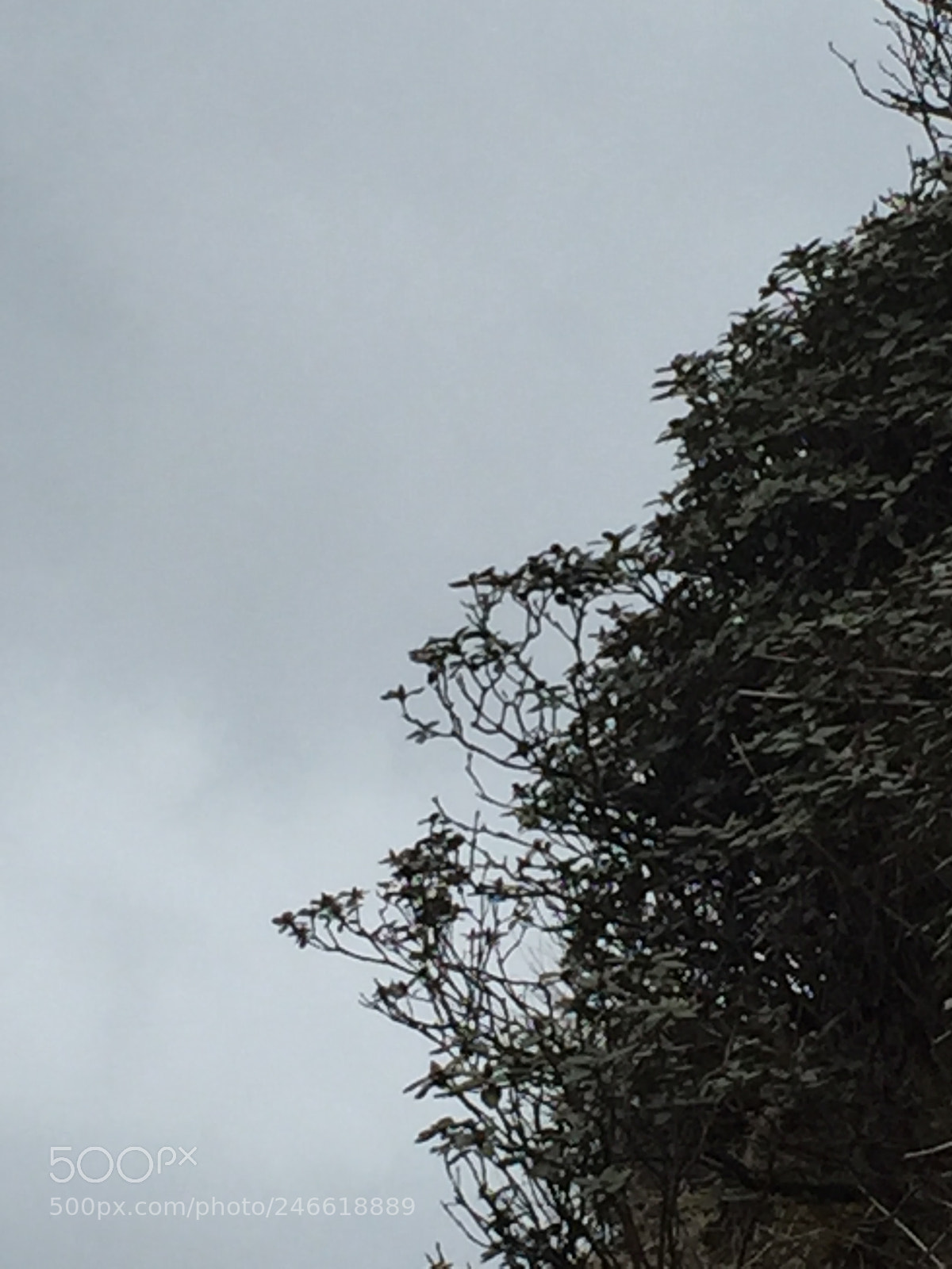 Apple iPhone 6 sample photo. Untitled photography