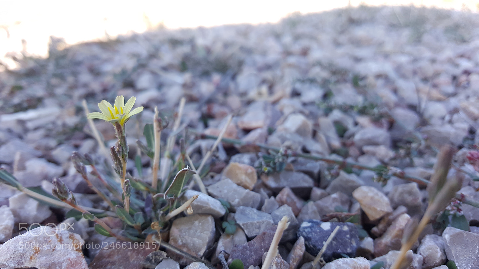Samsung Galaxy Note5 sample photo. Flower among pebbles photography