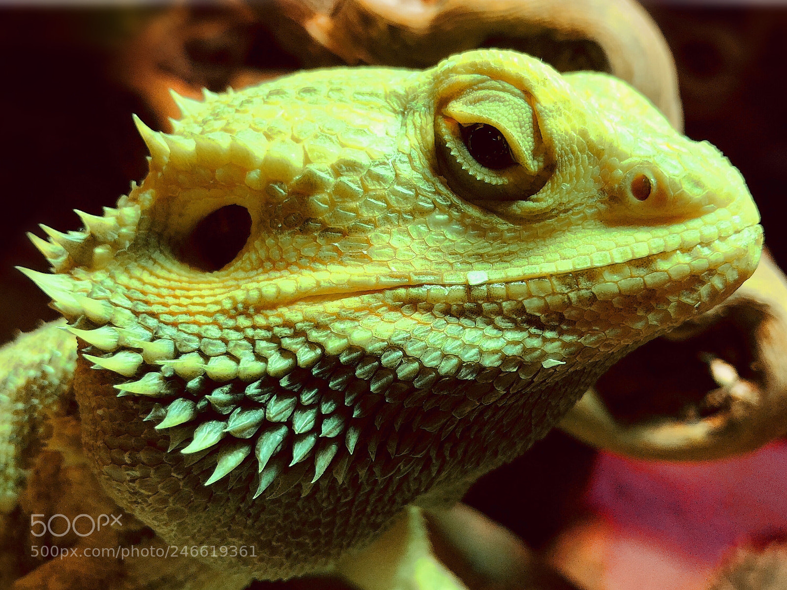 Apple iPhone X sample photo. Pogona henrylawsoni photography