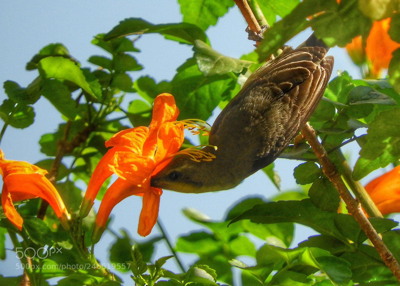 Nikon Coolpix B700 sample photo. Sunbird on tecoma capens photography