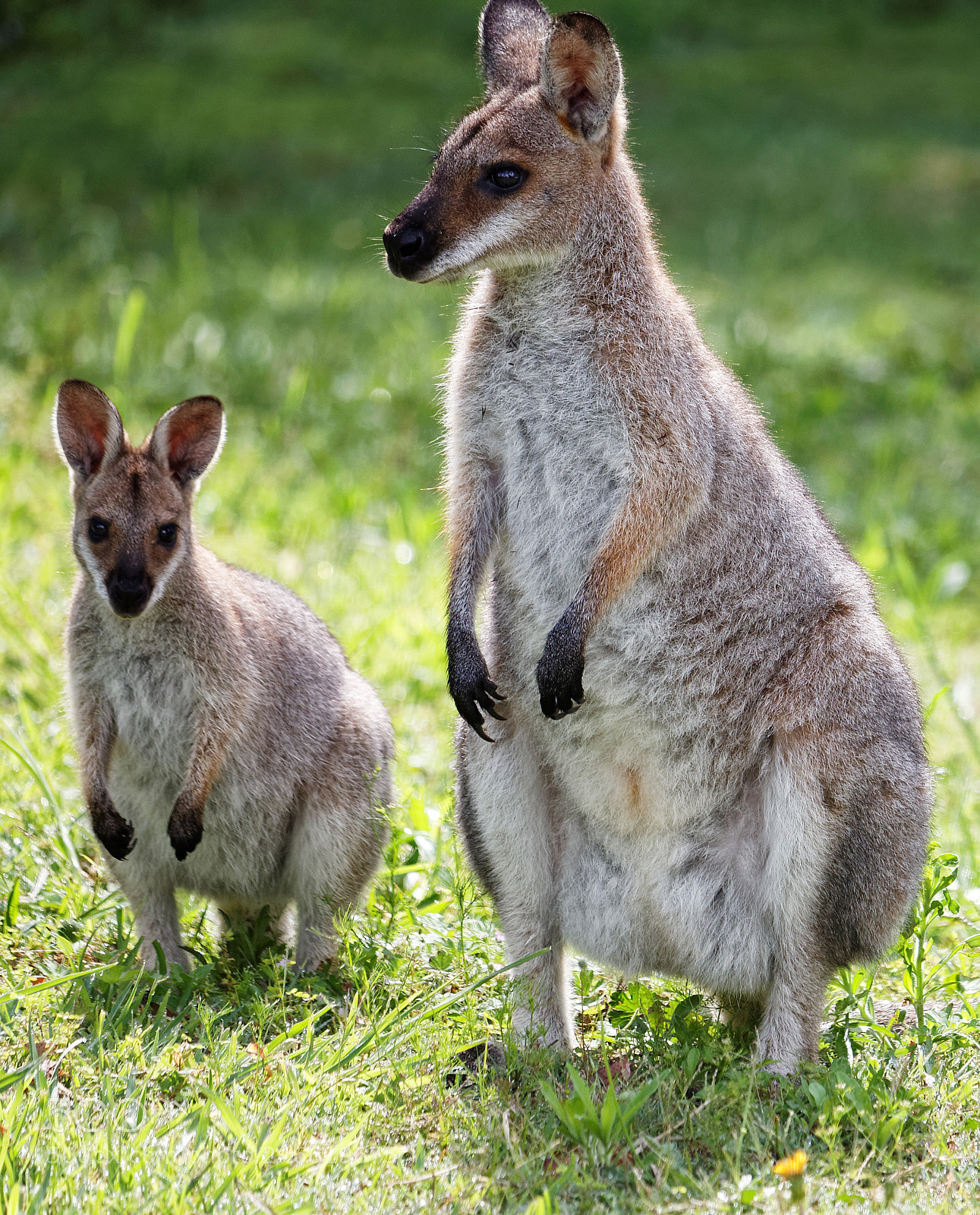 Canon EOS 650D (EOS Rebel T4i / EOS Kiss X6i) sample photo. Wallaby mum and baby photography