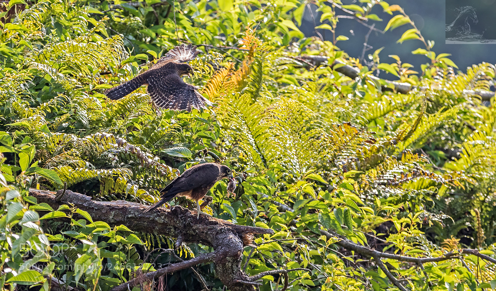 Canon EOS 7D Mark II sample photo. Kārearea 147 photography