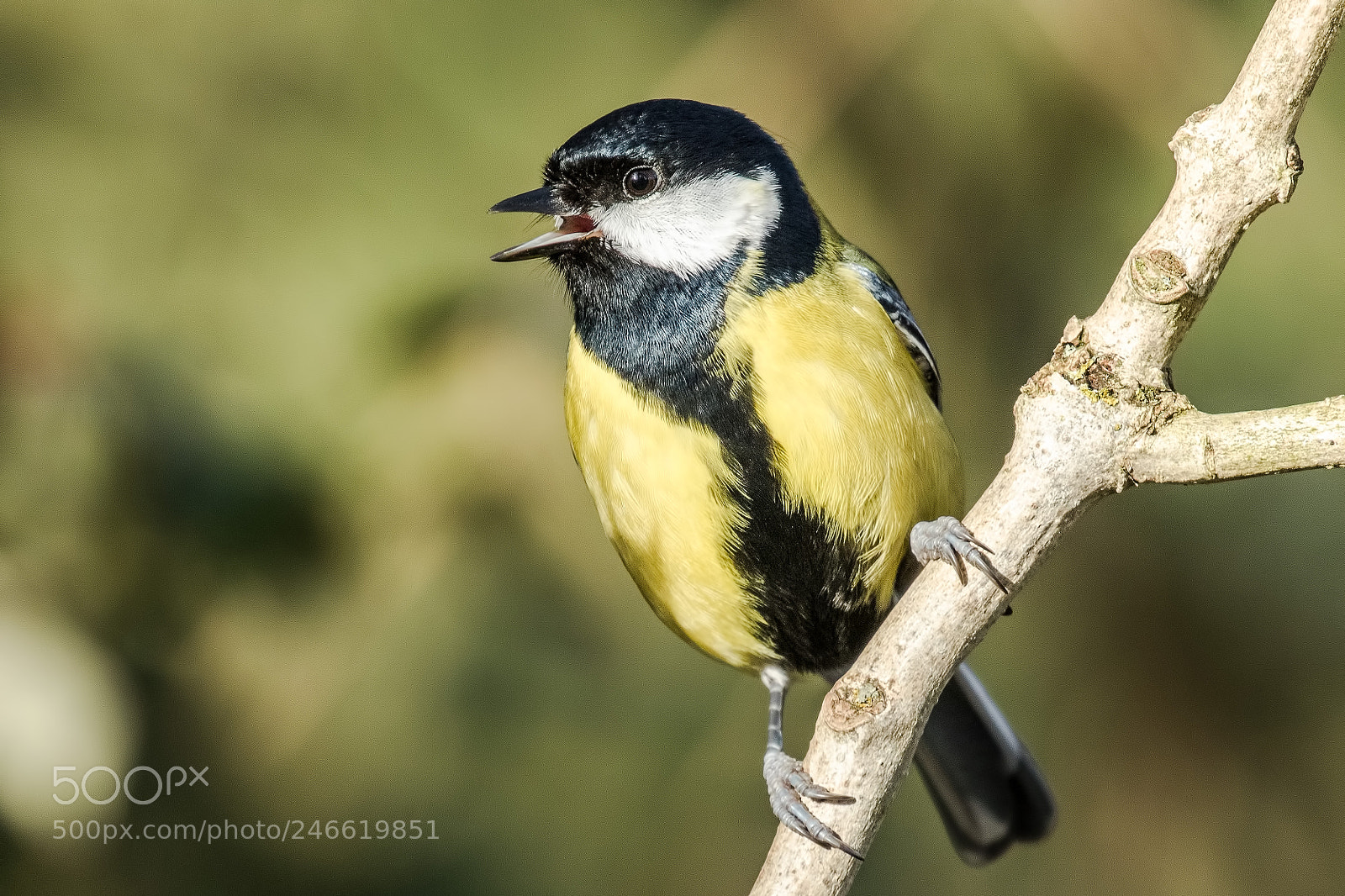 Canon EOS 7D Mark II sample photo. Great tit photography