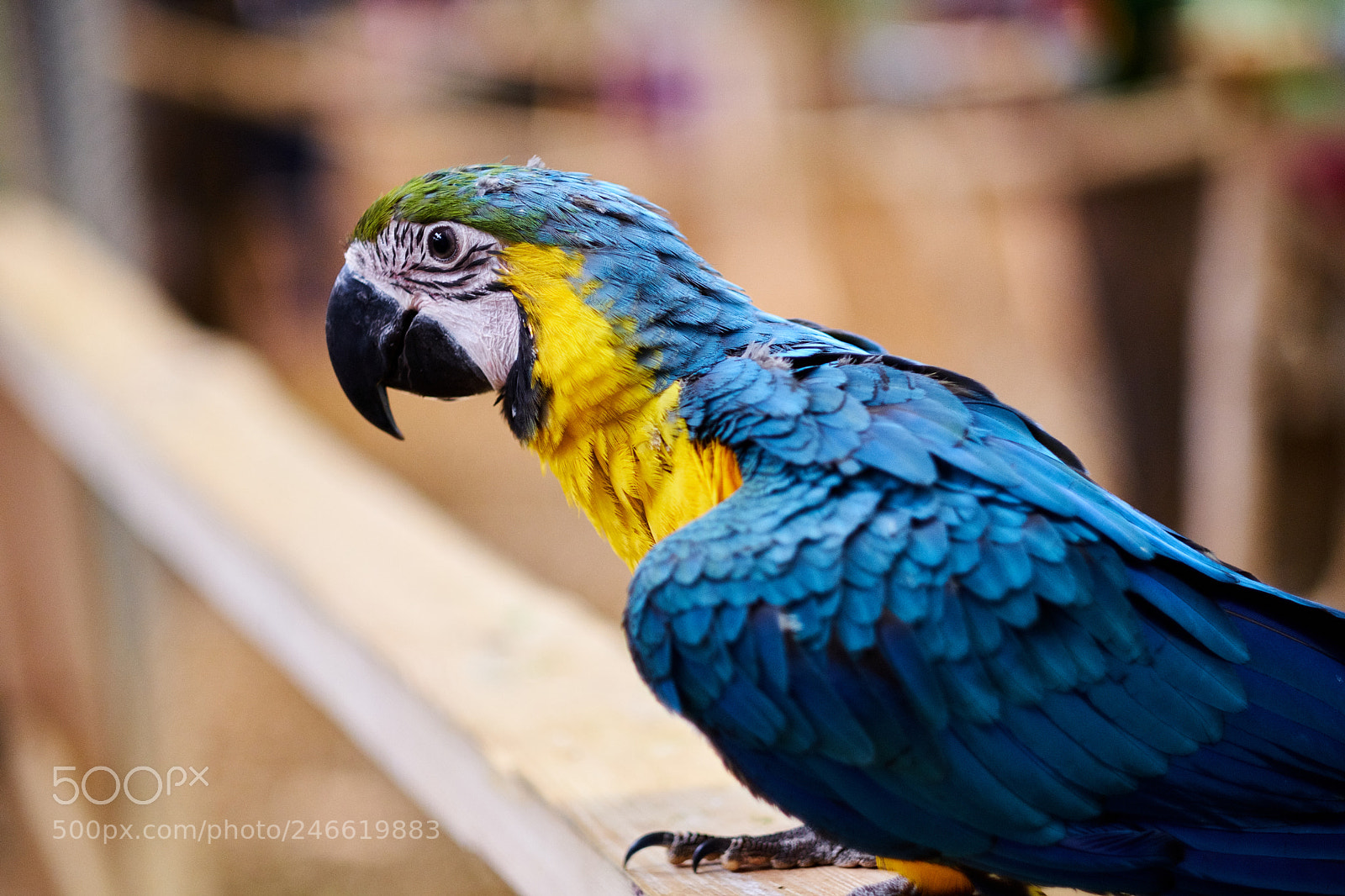 Fujifilm X-T20 sample photo. Ara ararauna photography