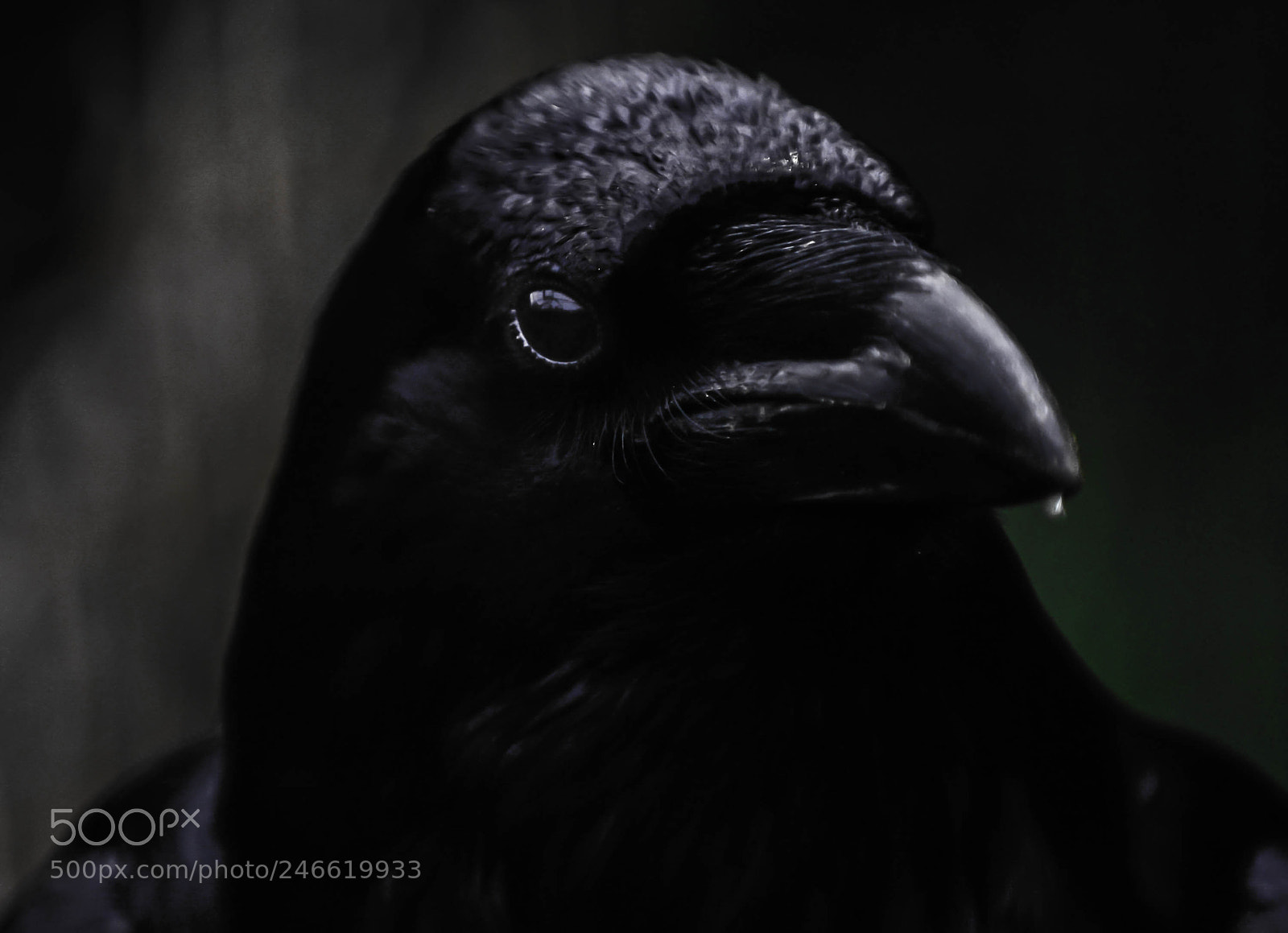 Nikon D800 sample photo. Black crow portrait photography