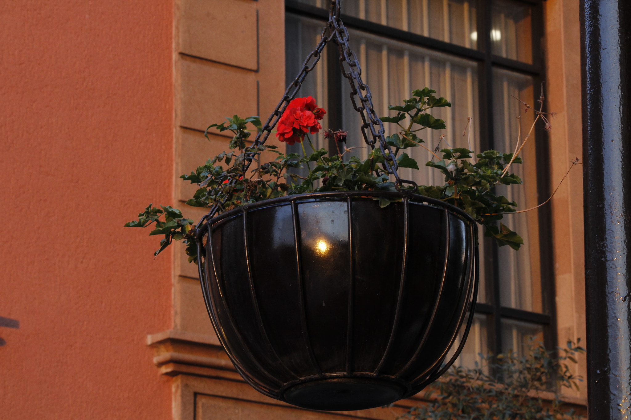 Canon EF-S 55-250mm F4-5.6 IS II sample photo. Canasta photography