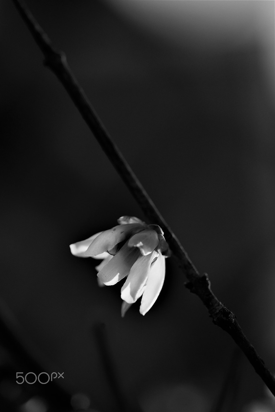 Nikon D750 sample photo. Wintersweet flower photography