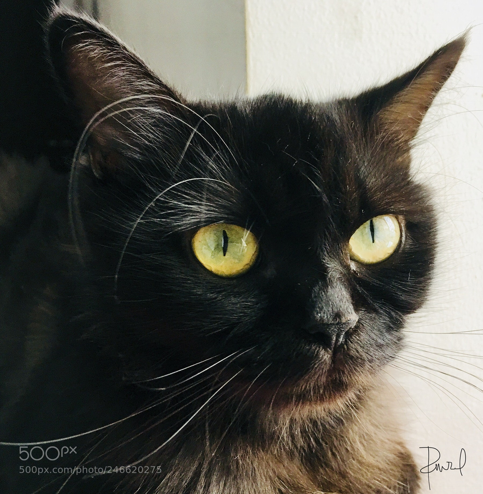Apple iPad Pro sample photo. Luna-bella photography
