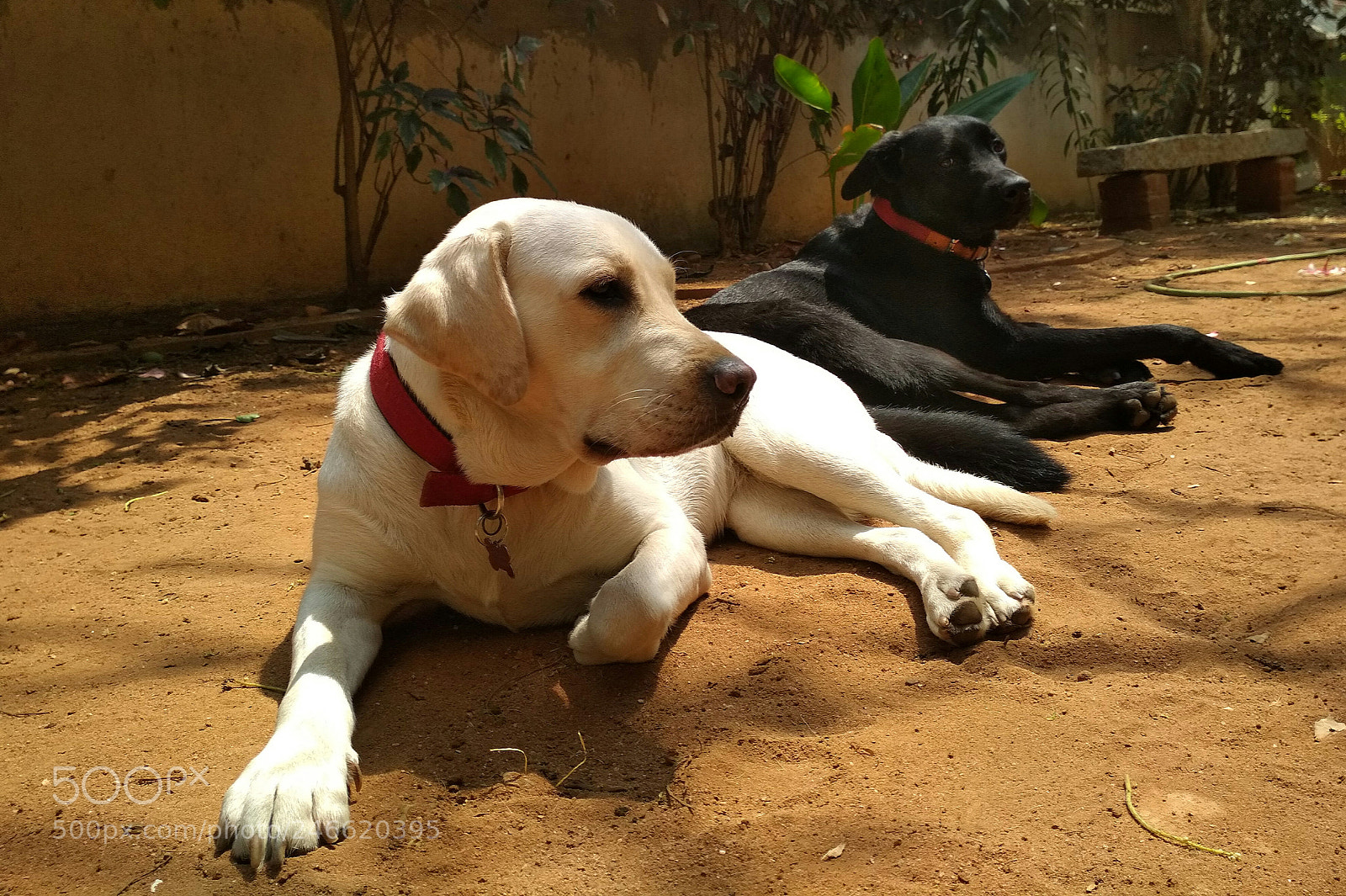 Xiaomi Redmi 4X sample photo. Sunbathe time photography
