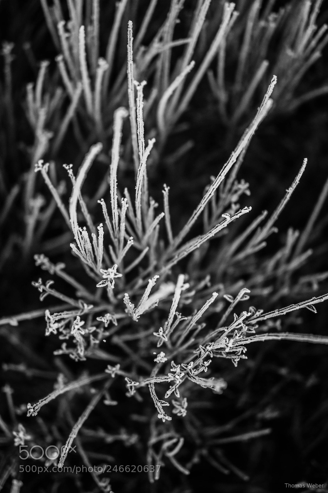 Panasonic Lumix DC-GH5 sample photo. Sunrise in winter photography