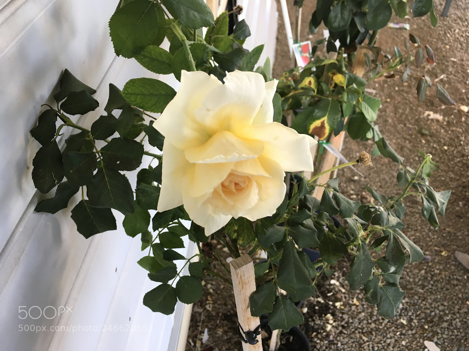 Apple iPad Pro sample photo. A rose i grew! photography