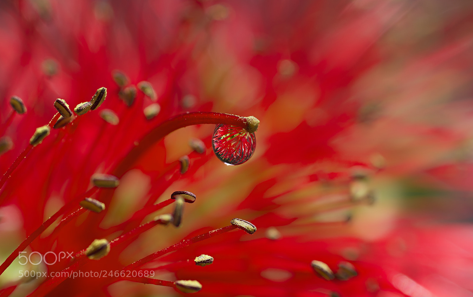 Pentax K-5 sample photo. Drop in red photography