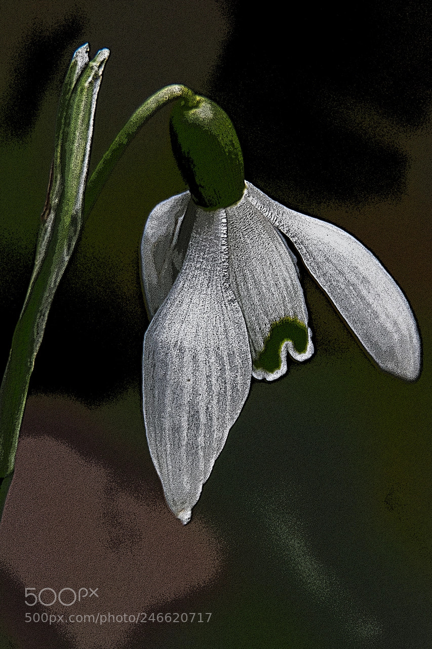 Nikon D7100 sample photo. Snowdrop photography