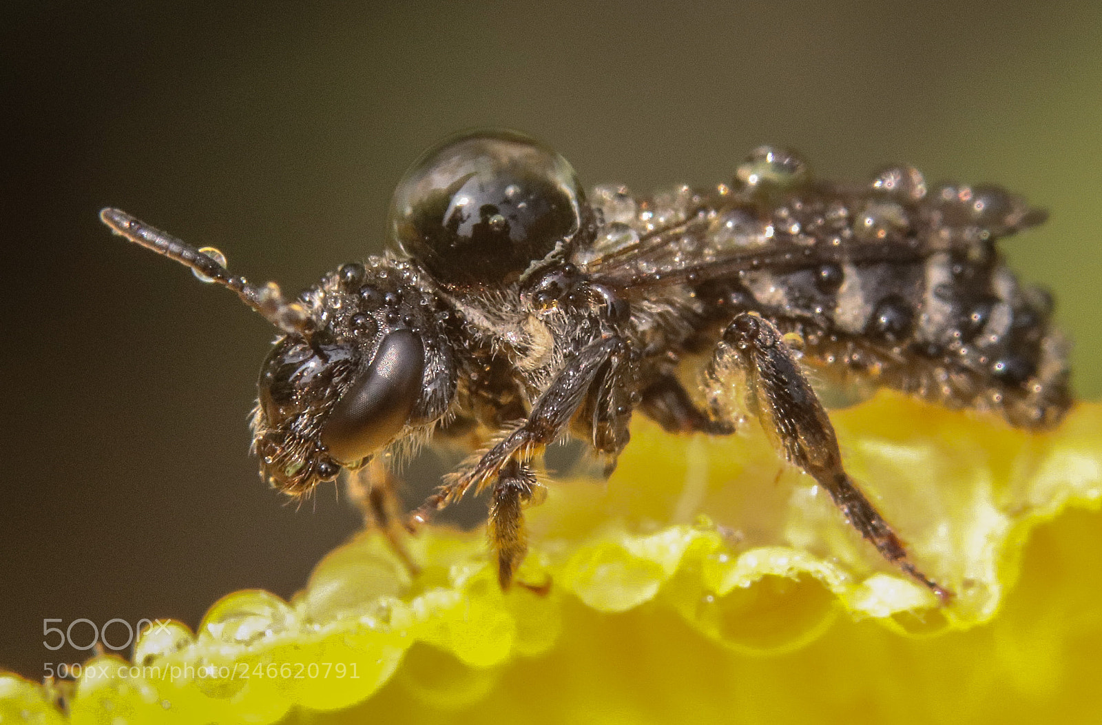Canon EOS 77D (EOS 9000D / EOS 770D) sample photo. Macro photography