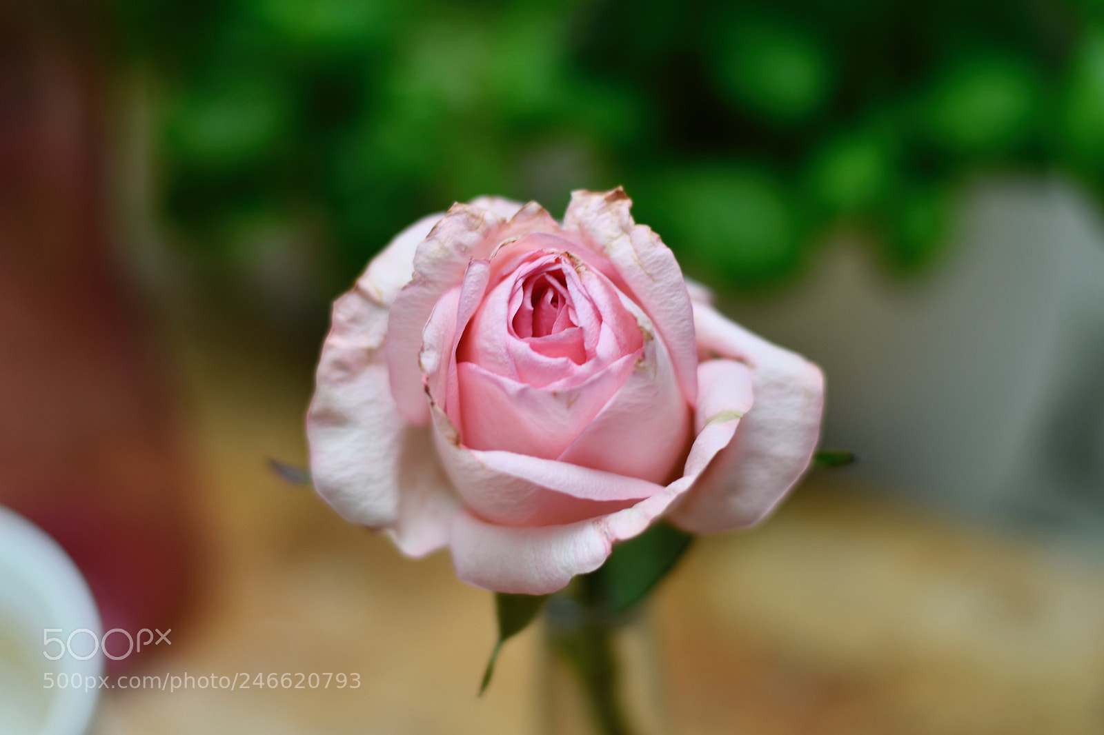 Nikon D7500 sample photo. Slowly fading rose photography