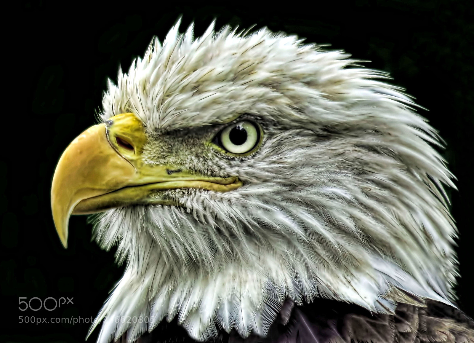 Canon PowerShot SX60 HS sample photo. Bald eagle photography