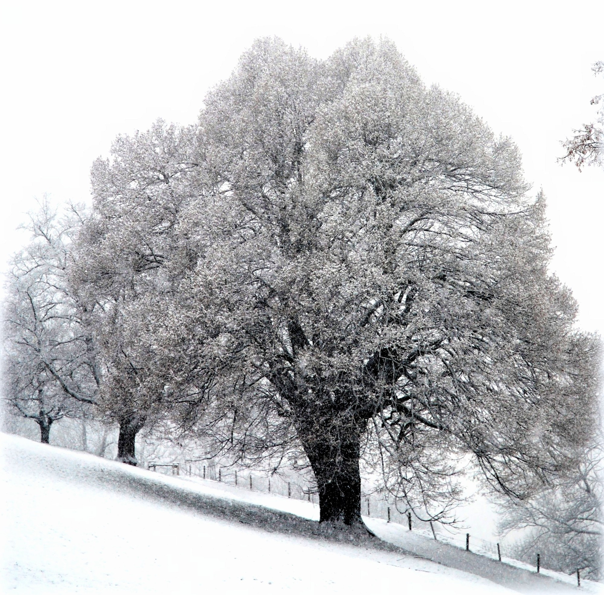 Nikon D40X sample photo. "tree" photography