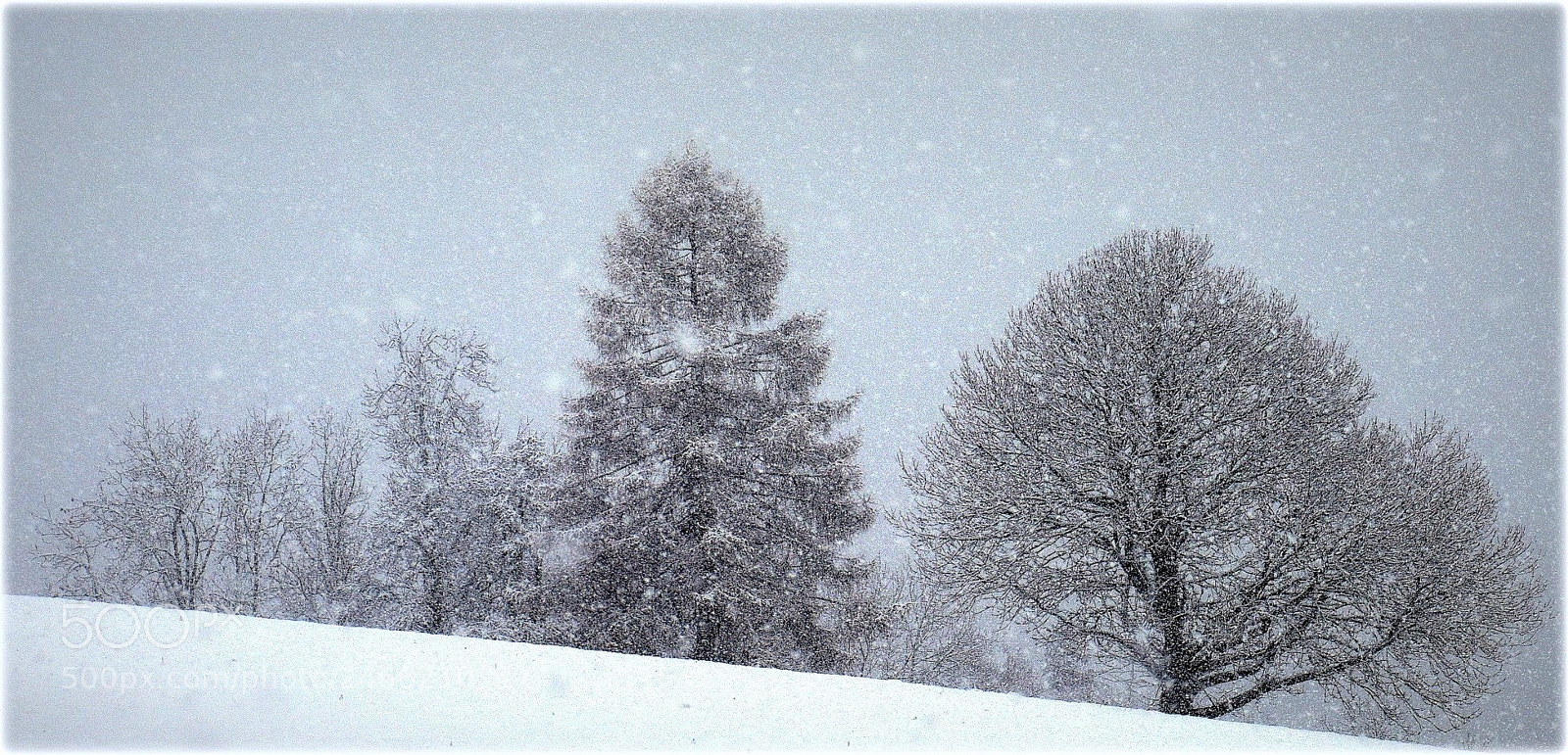 Nikon D810 sample photo. "trees" photography