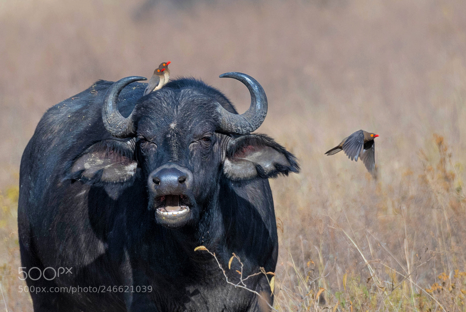 Nikon D500 sample photo. Symbiosis-african buffalo and ox photography