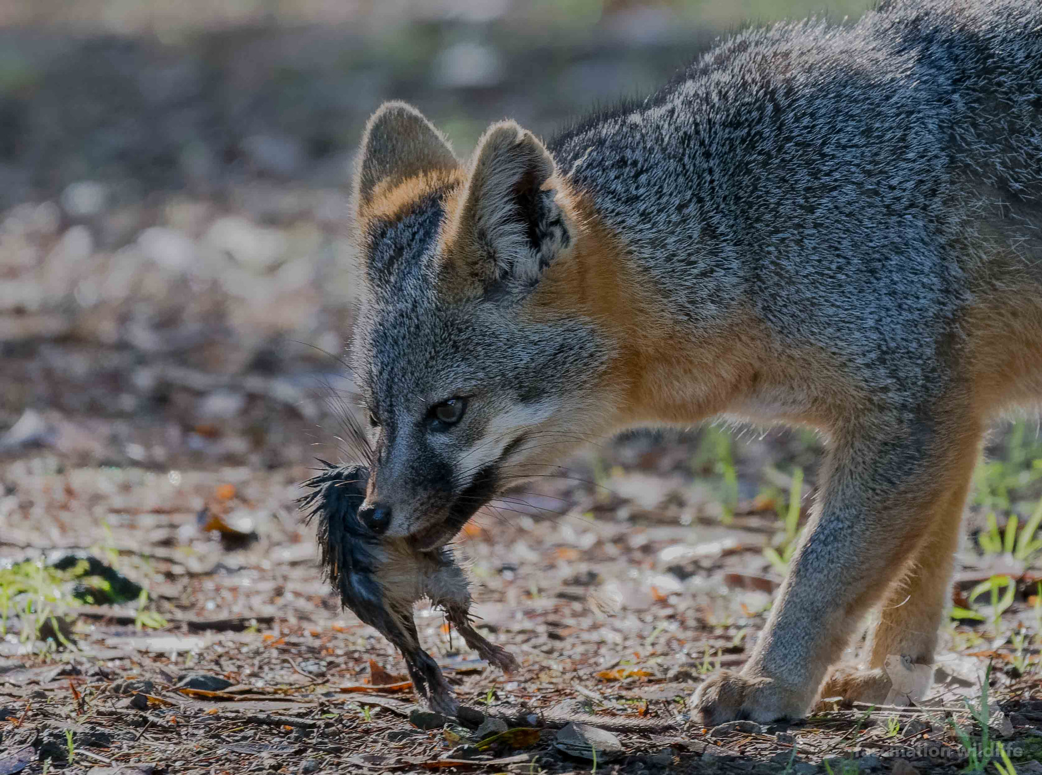 Nikon D850 + Sigma 150-600mm F5-6.3 DG OS HSM | S sample photo. Grey fox photography