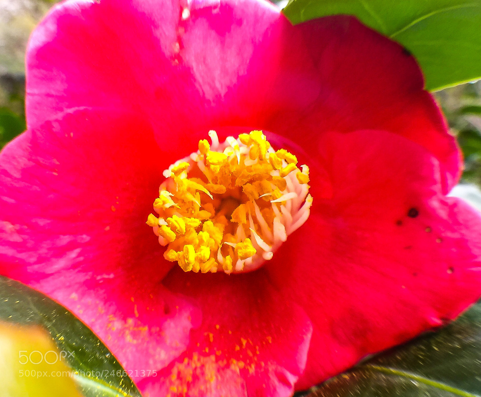 Apple iPhone 6 Plus sample photo. Flower photography