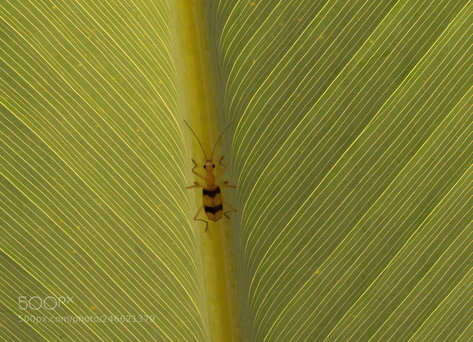 Canon EOS 7D Mark II sample photo. Insect on leaf photography