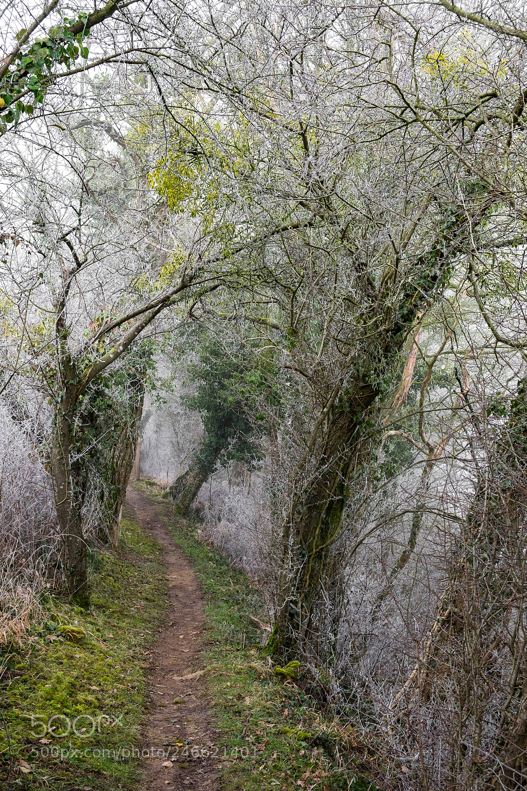Fujifilm X-T1 sample photo. Way through a fairy photography