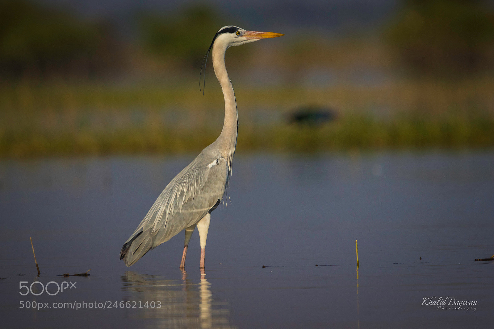 Canon EOS 7D Mark II sample photo. Grey heron photography