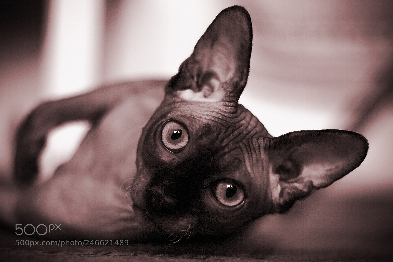 Canon EOS 550D (EOS Rebel T2i / EOS Kiss X4) sample photo. Sphinx photography