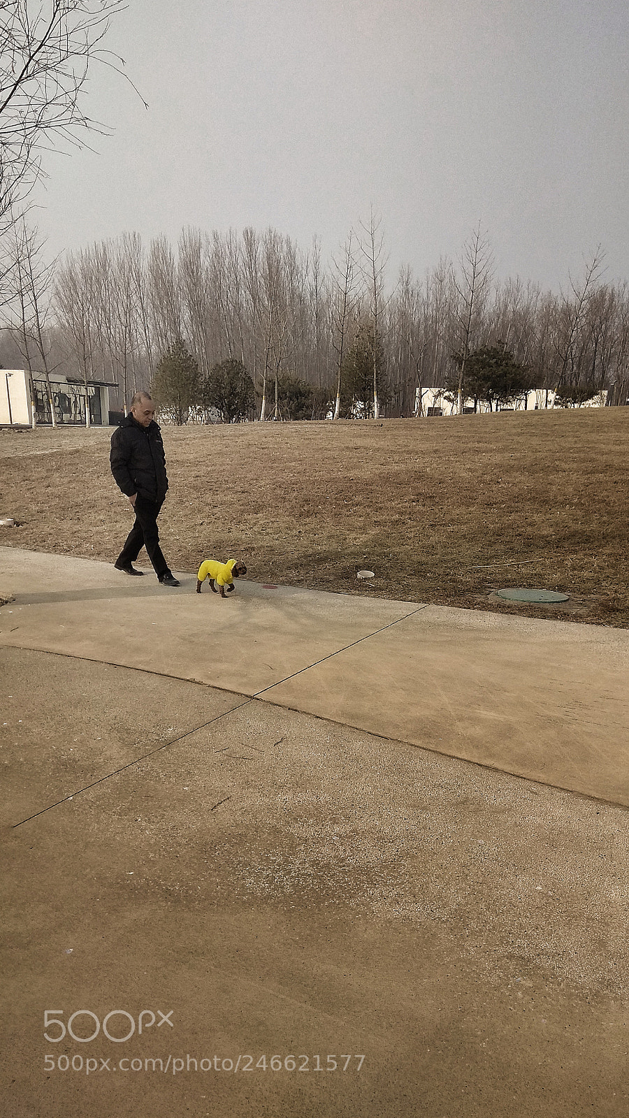 Xiaomi Redmi Note 4X sample photo. Dog photography