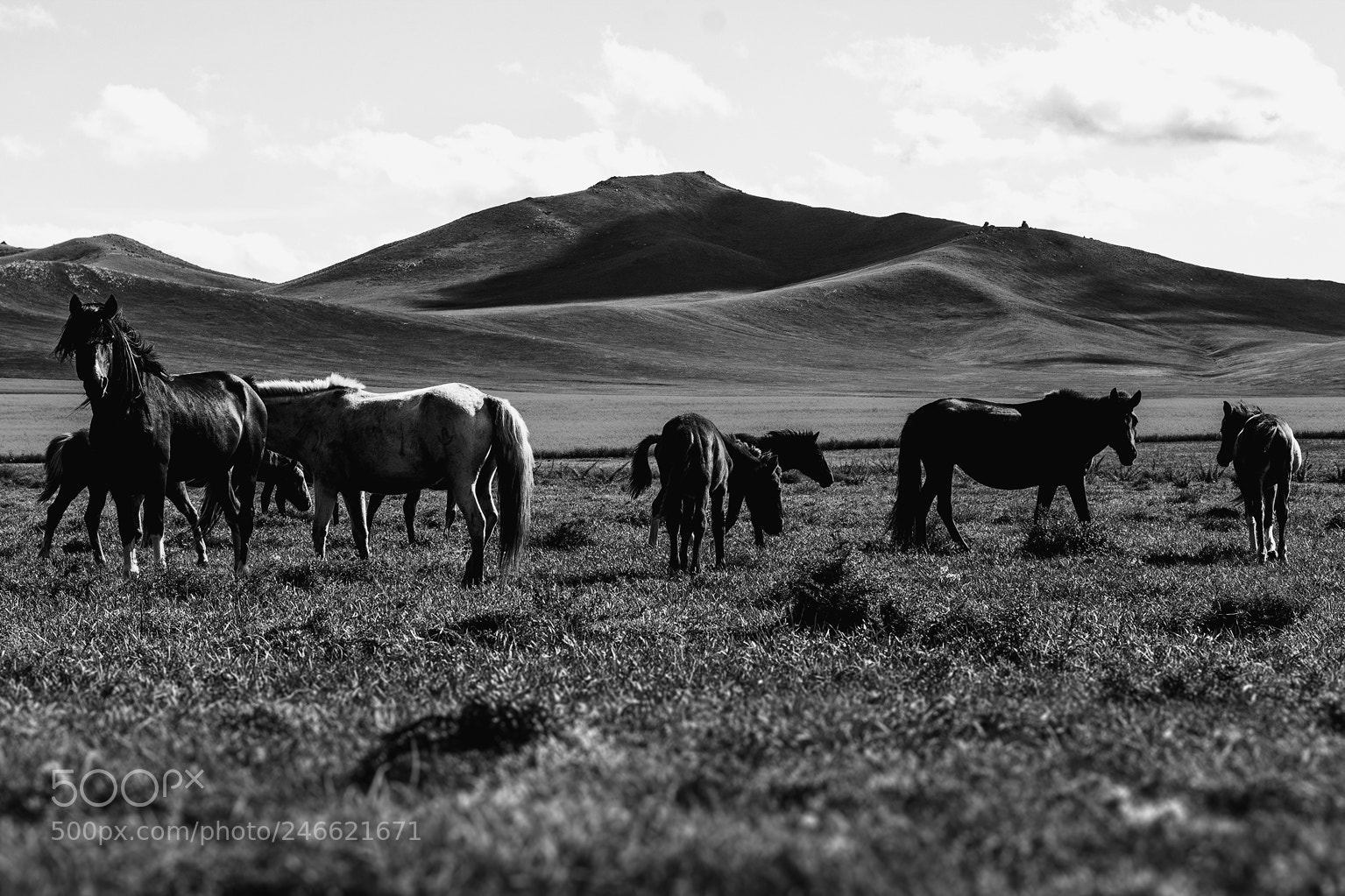 Nikon D7100 sample photo. Only grazing horses photography