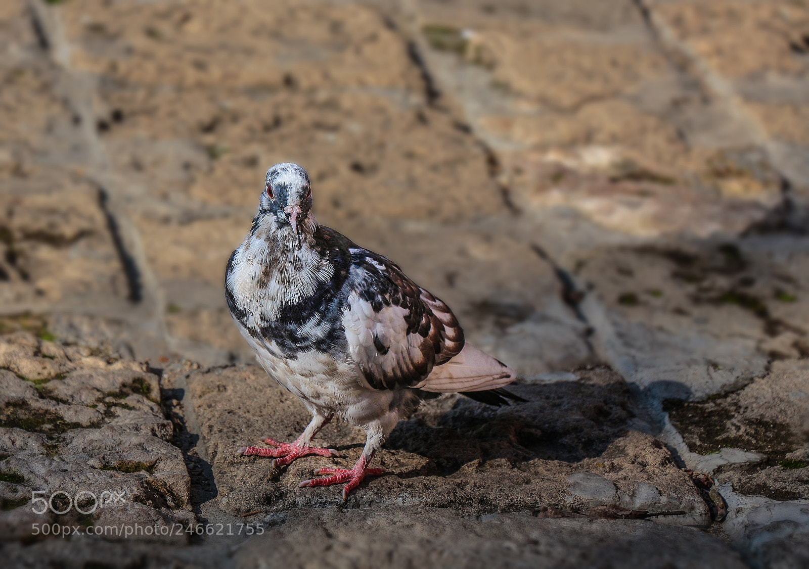 Canon EOS 700D (EOS Rebel T5i / EOS Kiss X7i) sample photo. Pied pigeon photography