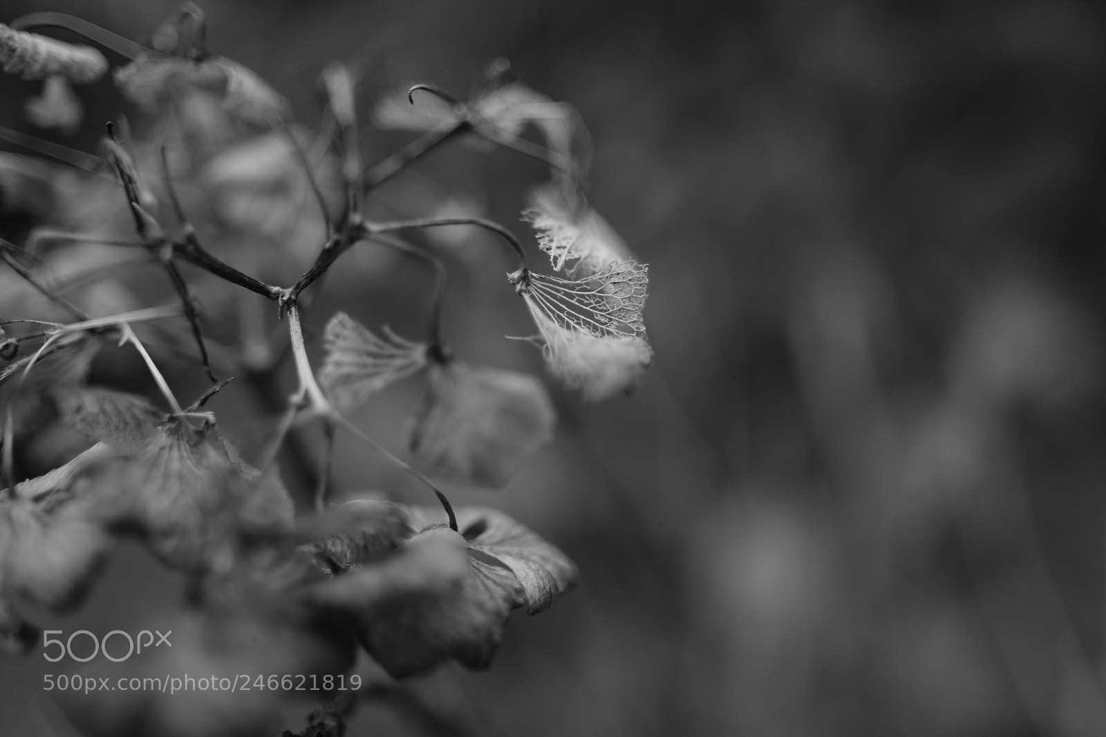 Fujifilm X-T2 sample photo. Untitled photography