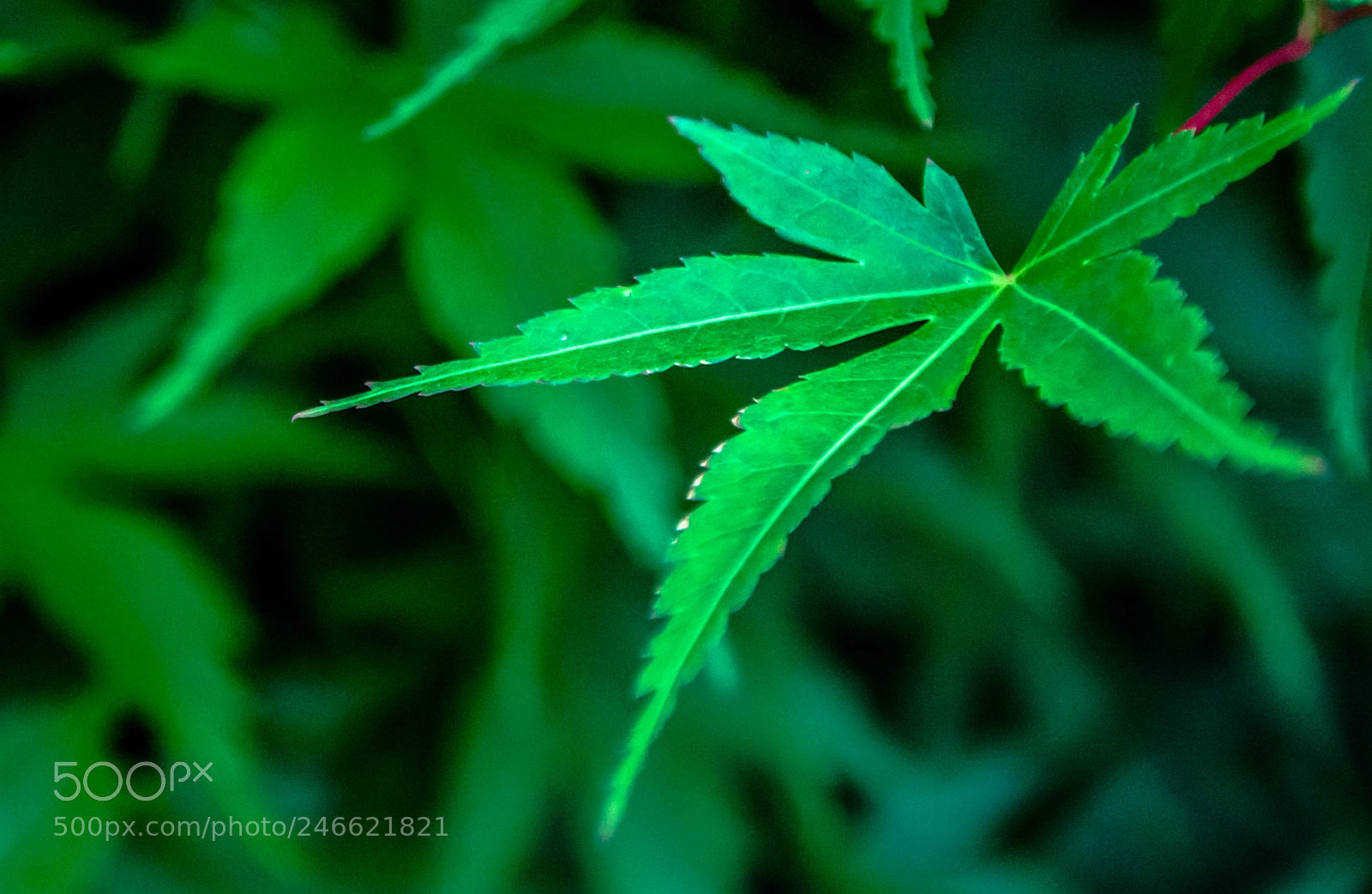 Nikon D7100 sample photo. Leaf green maple photography