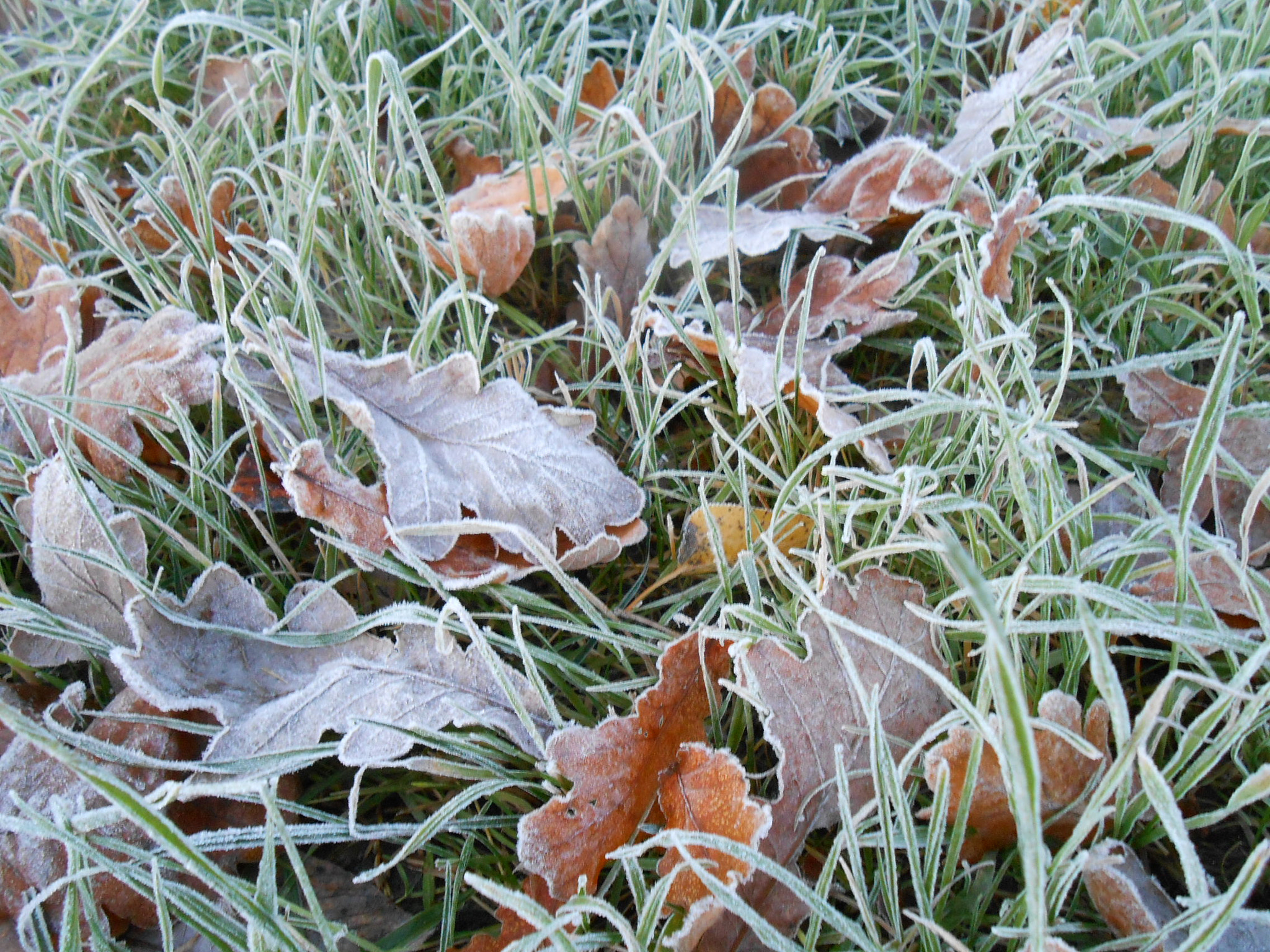 Nikon COOLPIX S3200 sample photo. The first october frosts photography