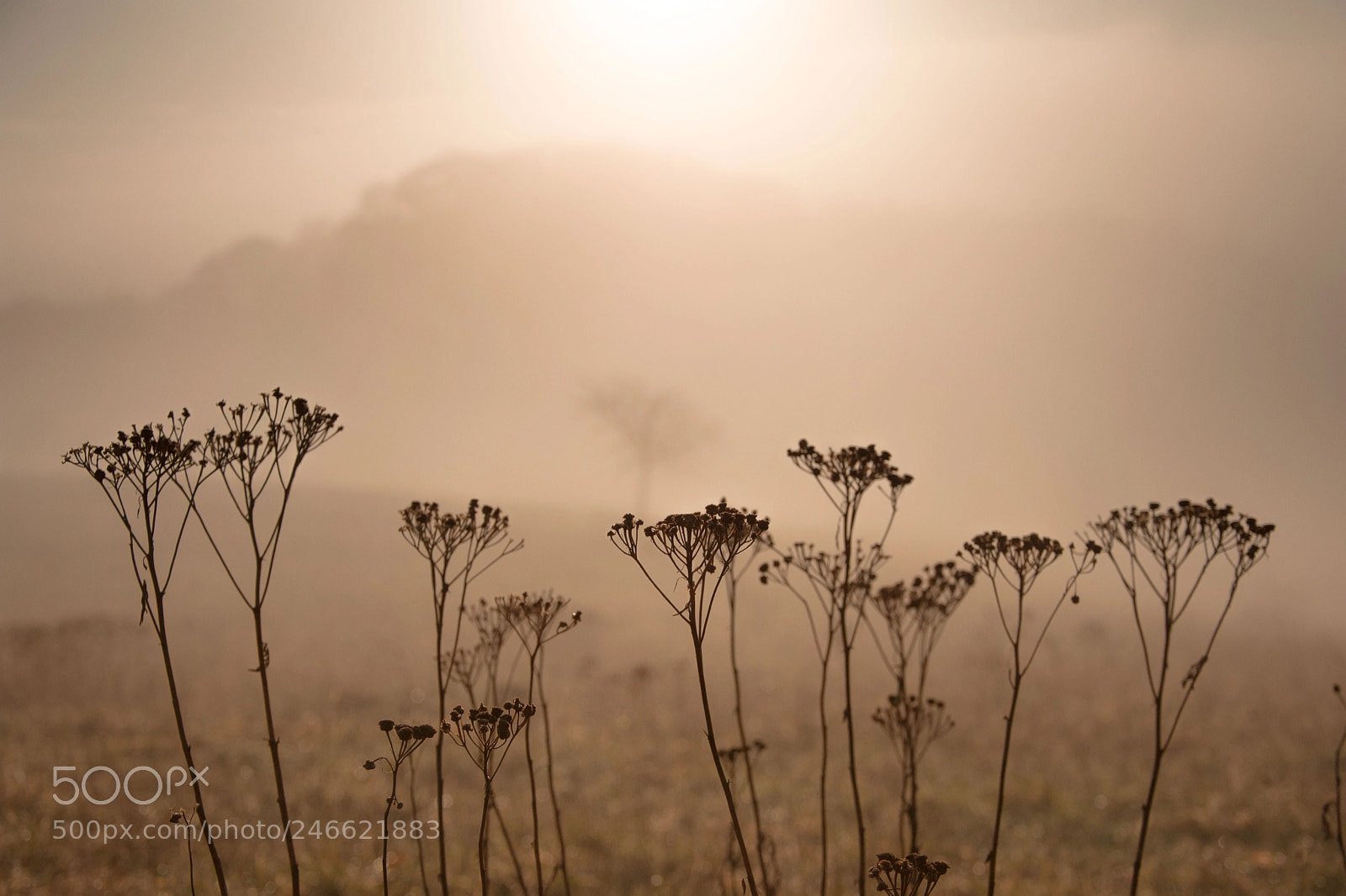 Nikon D7200 sample photo. Morning scene with sun photography
