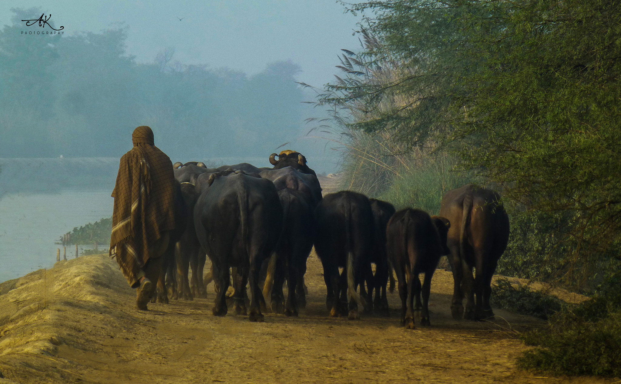 Panasonic Lumix DMC-ZS20 (Lumix DMC-TZ30) sample photo. Cattle herder photography