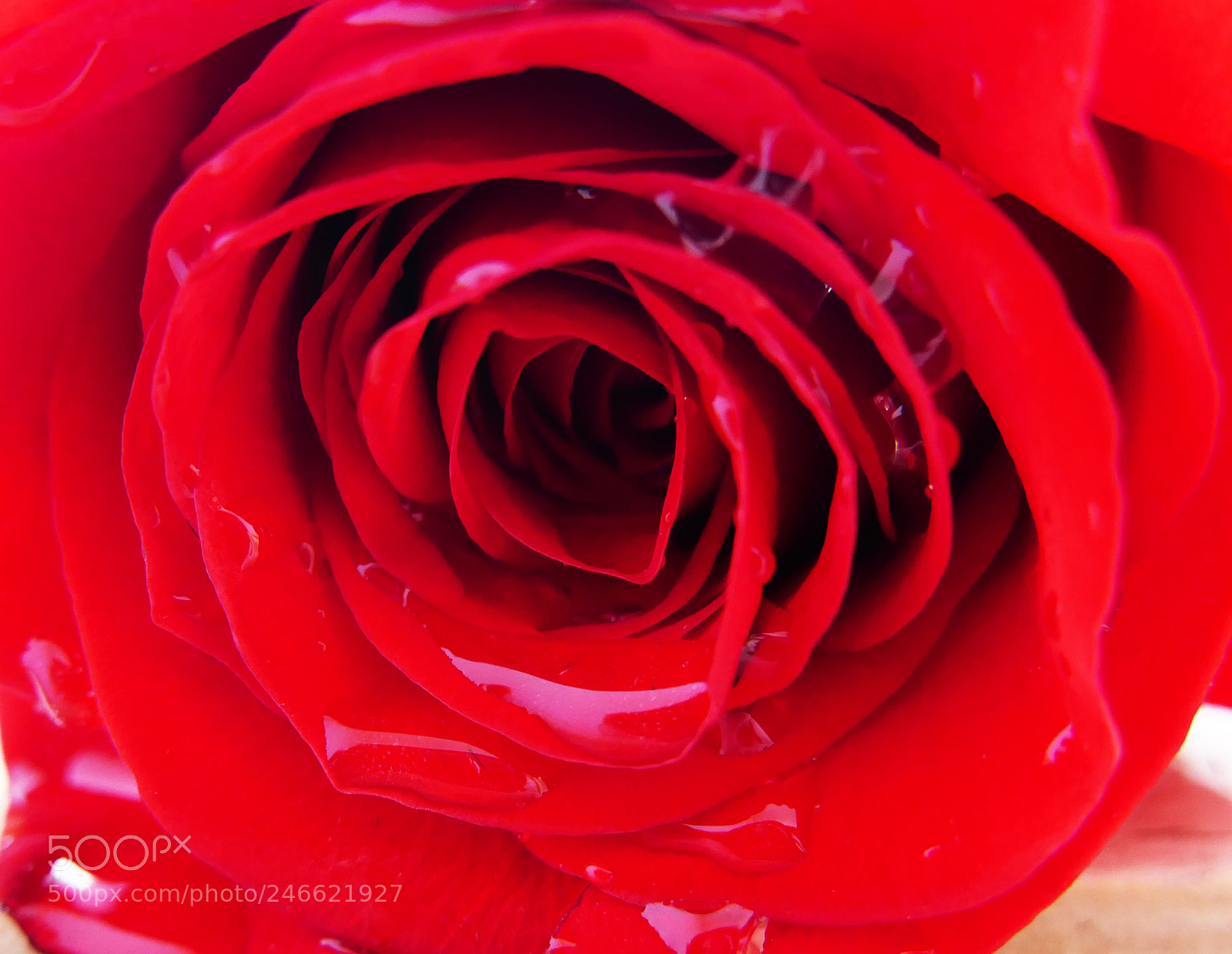 Panasonic Lumix DMC-FZ1000 sample photo. Roses are red... photography