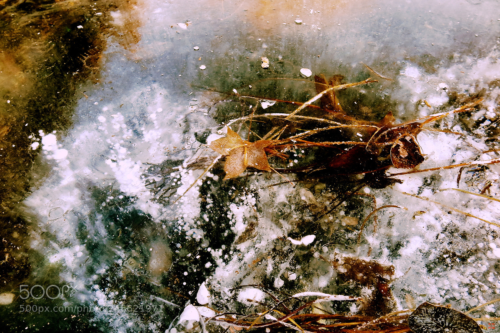 Canon PowerShot G1 X Mark II sample photo. Waterlilies in ice photography