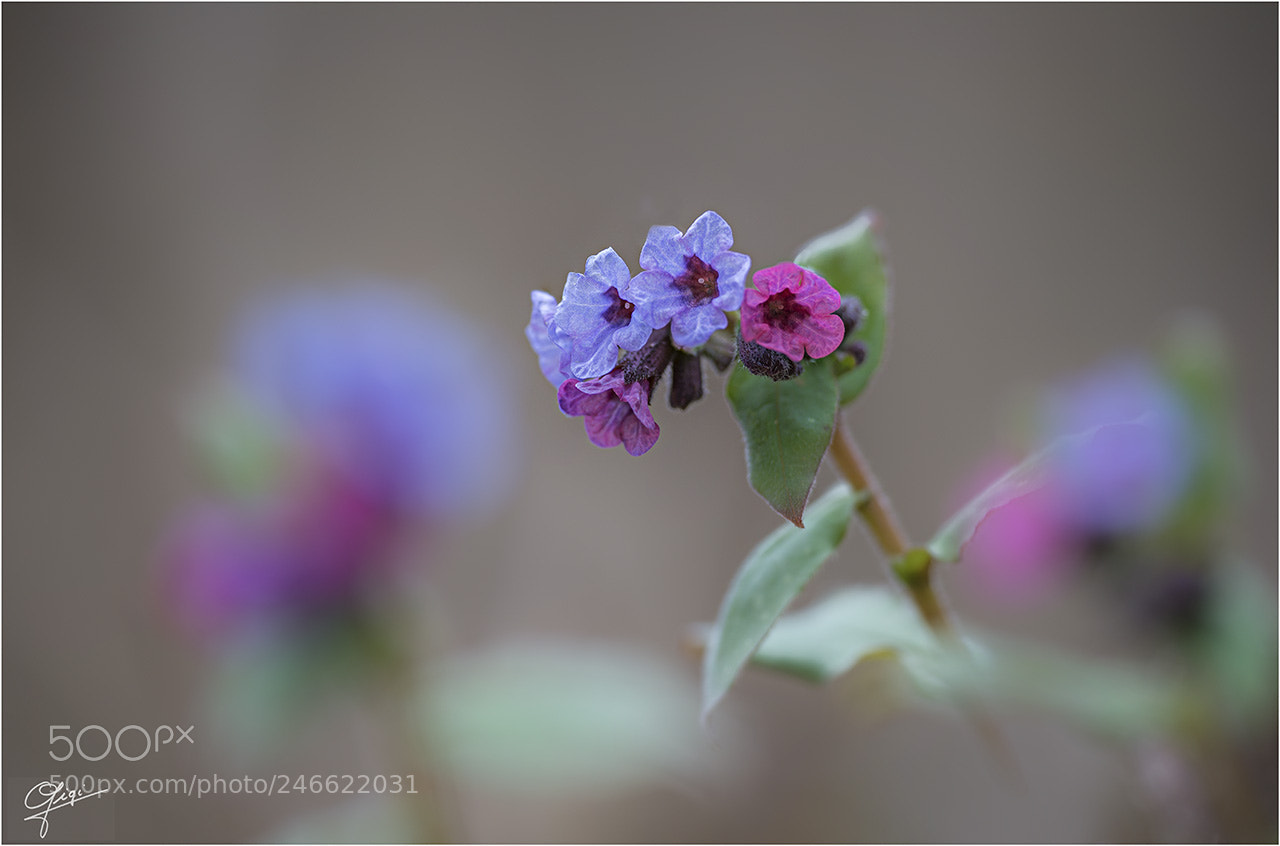 Nikon D610 sample photo. Pulmonaria officinalis photography