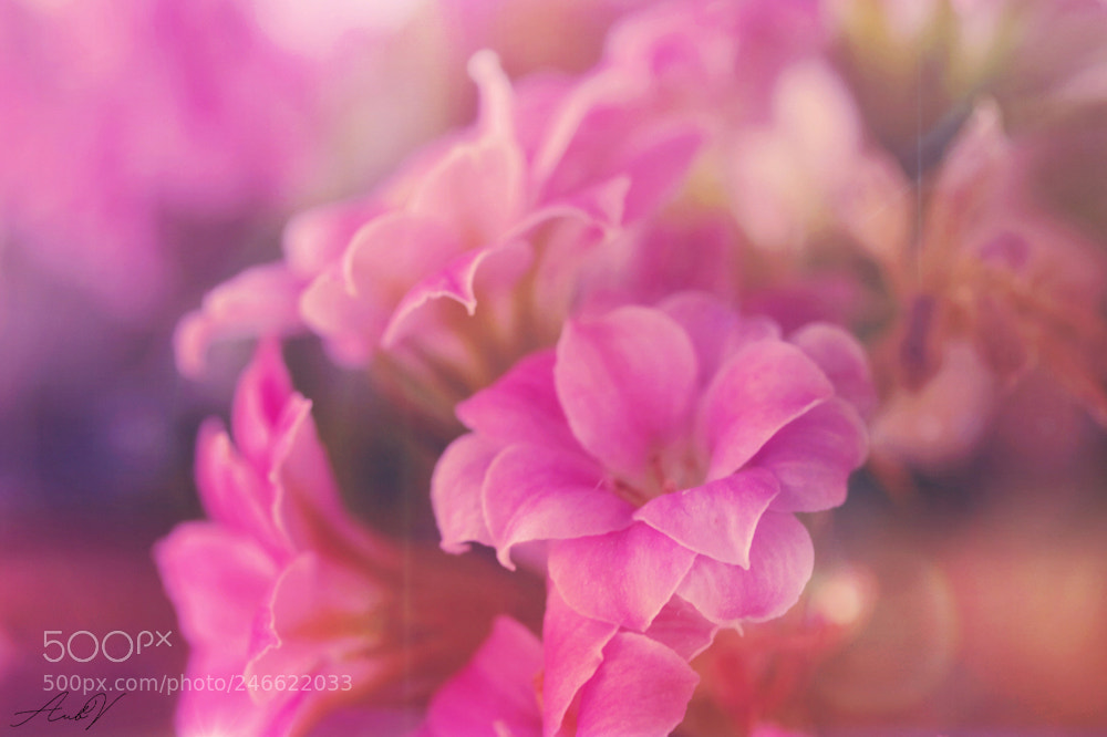 Olympus PEN E-PL1 sample photo. Kalanchoë photography