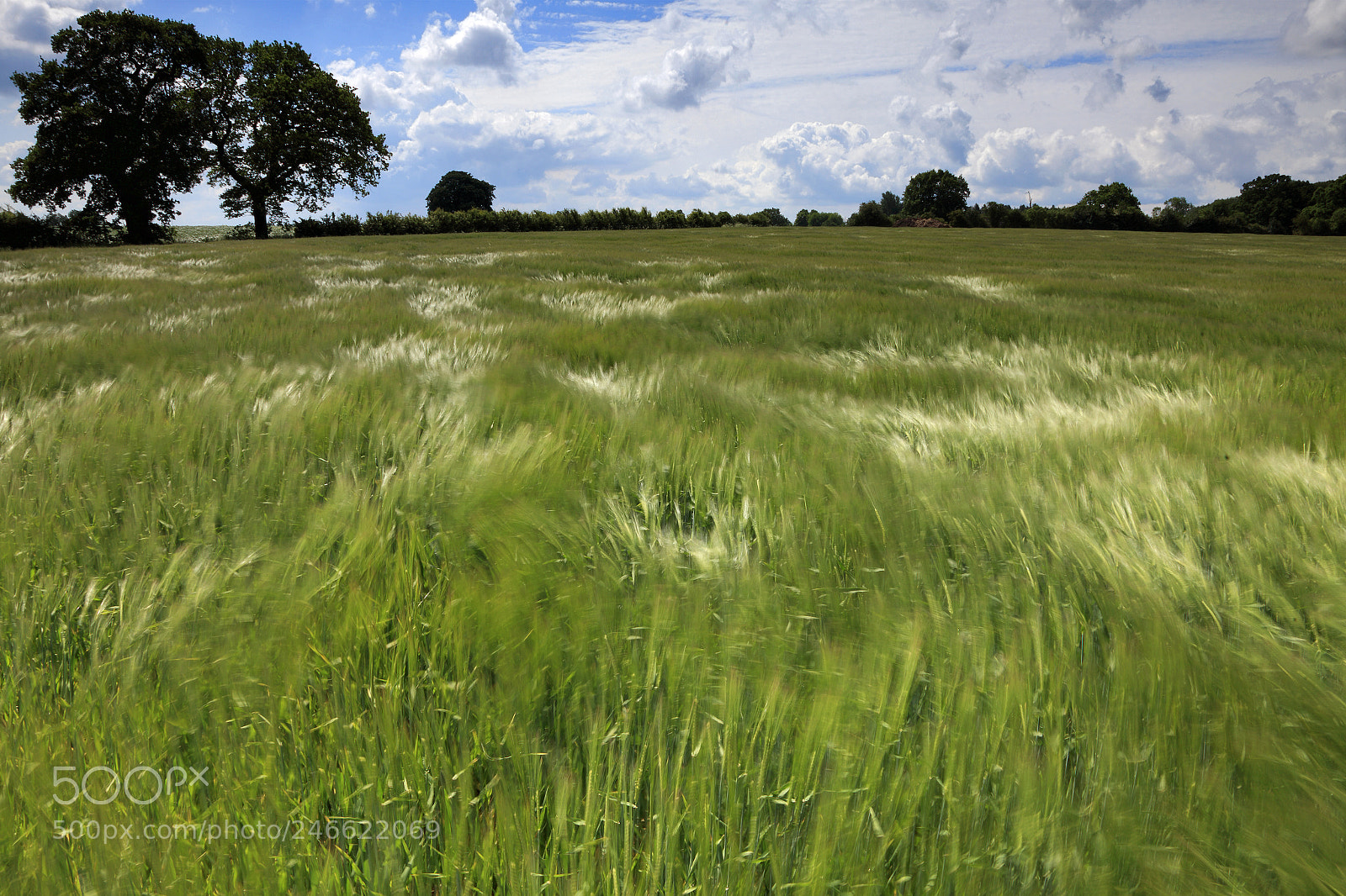 Canon EOS 5D Mark II sample photo. Summer barley crop in photography