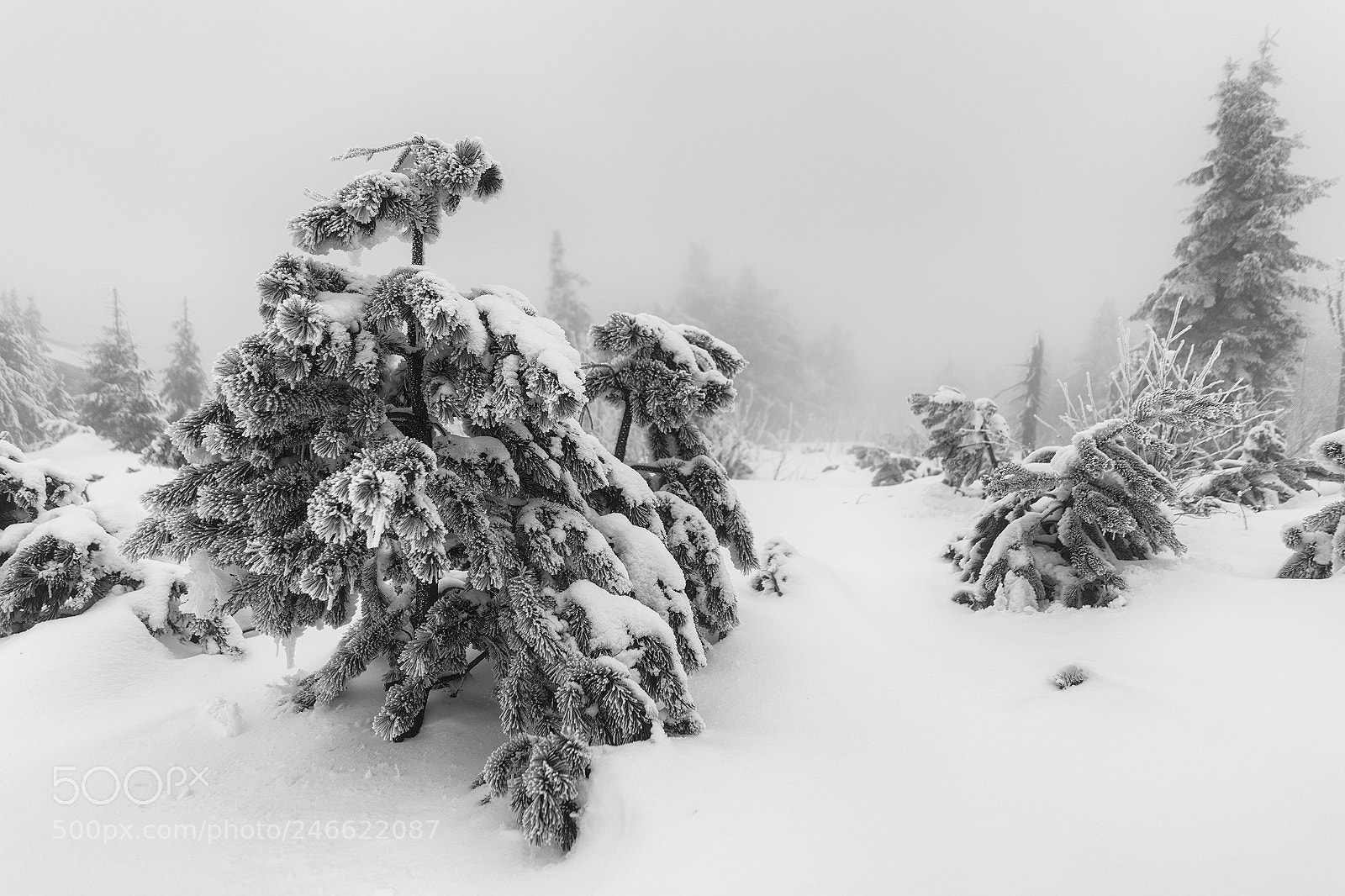 Sony a7 II sample photo. Z kru n ch photography