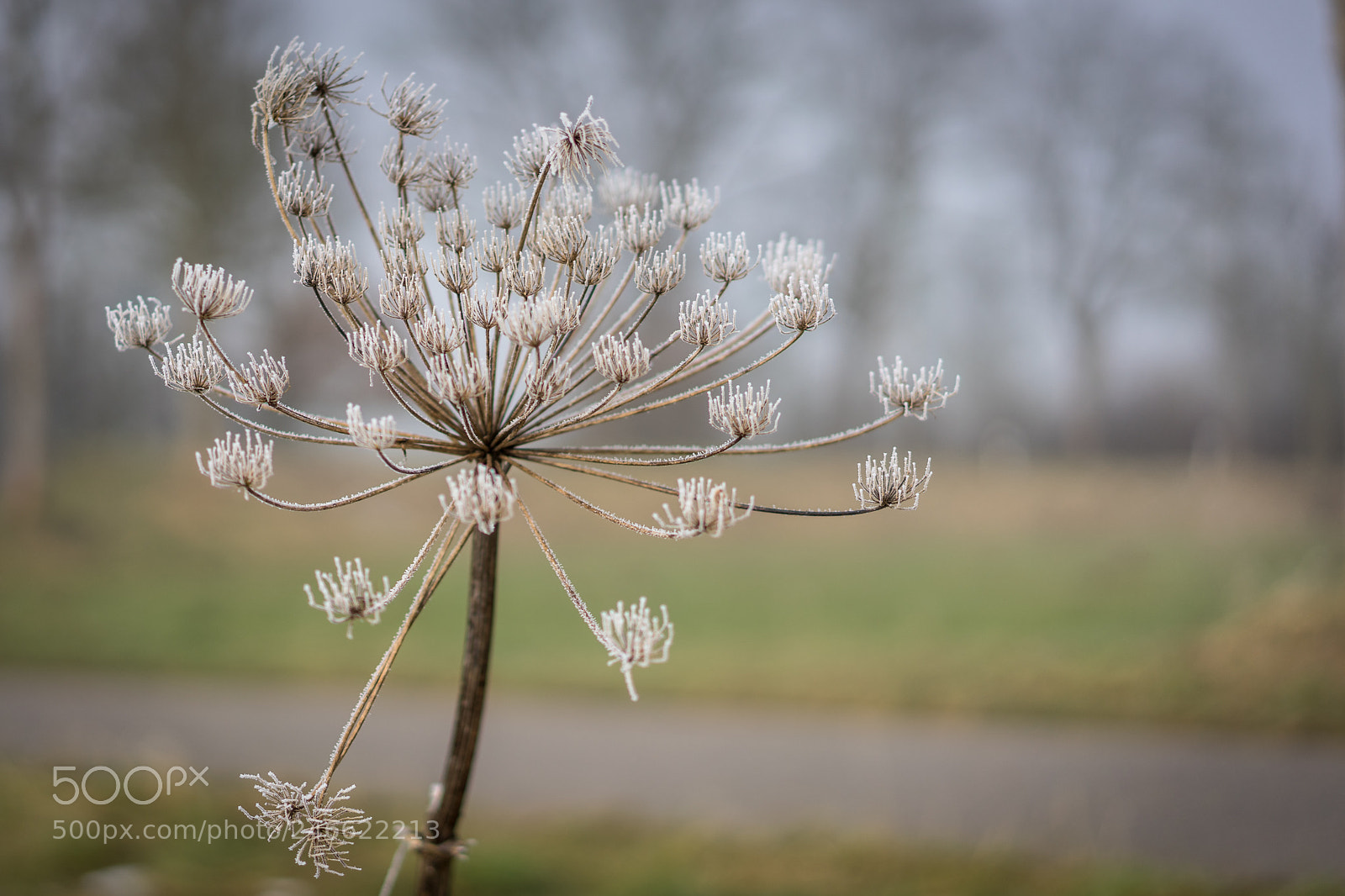 Sony a7 II sample photo. Wintry day photography