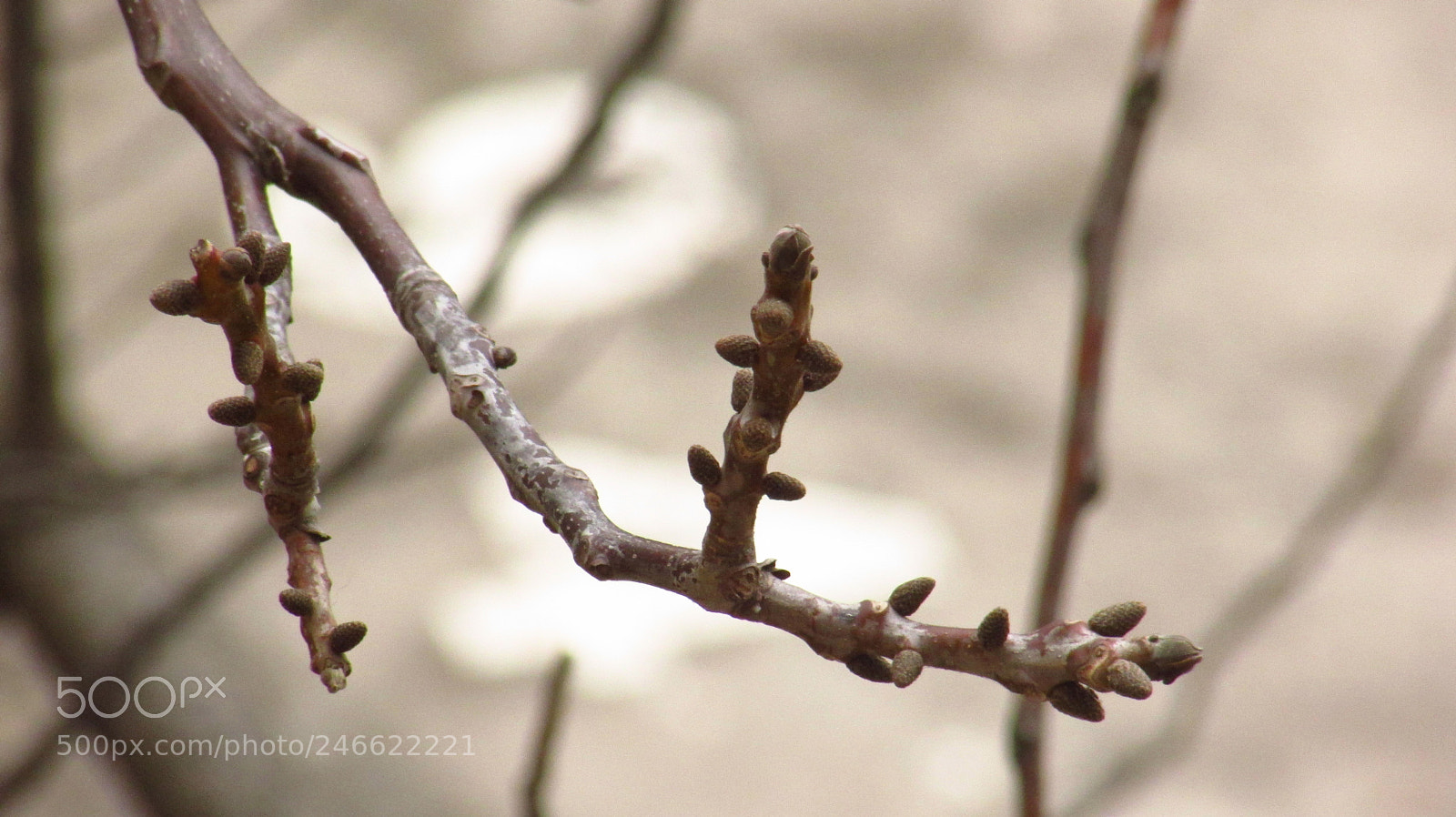 Canon PowerShot SX500 IS sample photo. I am prepared for photography